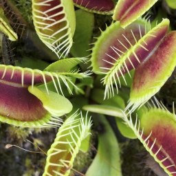 Venus Fly Traps and Carnivorous Plants