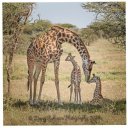 glimpses in nature gallery exhibit